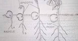 Germination Of Different Kinds Of Seeds And Grains I Hypogeal Types A Dicotyledonous Exalbuminous Seeds 1 Pea Germination Root System Different Kinds