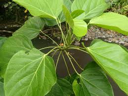 Image result for Hernandiaceae