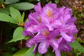 Image result for Ericaceae