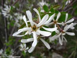 Image result for Amelanchier ovalis