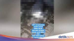 Senyawa tersebut juga diketahui dapat mengurangi peradangan dan mencegah kerusakan oksidatif pada sel tubuh. Bukan Dicekoki Ciu Kucing Video Viral Ternyata Diminumi Air Kelapa Muda