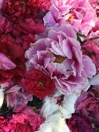 It offers one of the most extensive collections of herbaceous, intersectional, tree and. Plants I Love Peony