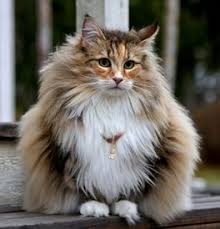 Get a ragdoll, bengal, siamese and more on kijiji, canada's #1 local classifieds. Norwegian Forest Cat Kittens For Sale Adoptapet Com