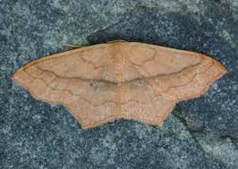 Image result for Timandra griseata