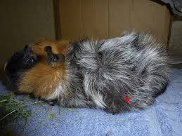 If you're looking for a clean, nontoxic way to deter mice and bugs from squatting in your home, an. Ovarian Cysts In The Guinea Pig Cavia Porcellus Veterinary Clinics Exotic Animal Practice