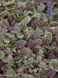 Home » ground cover » hardy geranium ground cover. Groundcovers That Stay Green Hgtv