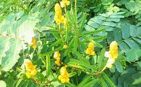 Mulai dari memperbaiki pencernaan 1. Khasiat Dan Manfaat Daun Ketepeng Untuk Mengatasi Gangguan Pada Kulit Faunadanflora Com