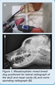 Both are lined mucous membranes. Small Animal Skull Nasofacial Radiography Including The Nasal Cavity Frontal Sinuses Today S Veterinary Practice