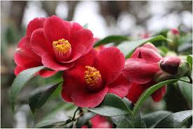 Camellia Japonica Kamelie Flower Aesthetic Beautiful Flowers Photography Beautiful Flowers
