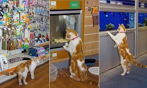 Graham The Cat Visits Pets At Home Store Every Day Pets At Home Store Animal House