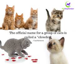 I know there is probably a more correct name, but it suits them. Pin On Our Web Page