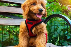 In fact, it's one of the most critical pieces of equipment you will buy, and getting the fit right is essential. Best Dog Harnesses To Buy 2021 How To Fit A Dog Harness Which