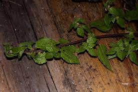 Image result for Droguetia iners