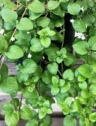 Image result for Clinopodium