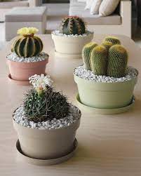 Le piante grasse sono una tipologia di piante molto particolari, come si suol dire hanno il loro perché e quello che non deve mai mancare decora con i frutti di mare col guscio tenuti da parte e servi. Viridea Garden Center E Il Tuo Centro Giardinaggio Di Fiducia Cactus Giardino Sul Balcone Decorare Vasi