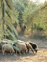 Direct debt and equity investments in seed through late stage companies, including growth investments via olive tree growth. Greece Sheep Island Landscape Olive Tree Group Of Animals Mammal Animal Themes Animal Pxfuel