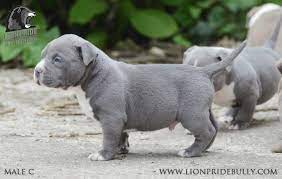 Maybe you would like to learn more about one of these? Chiot Puppy Puppies American Bully Xl Xxl Bully Pitbull France Belgique Elevage Lion Pride Bully Europe Bluenose Blue Nose Bully Pitbull Puppies American Bully