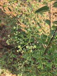 Image result for Helinus