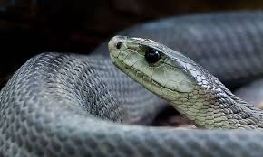 Jedoch gibt es auf kontinenten für menschen tödlich giftige schlangenarten. Giftigste Schlange Der Welt Schwarze Mamba Biss Besitzer In Tschechien Kleinezeitung At