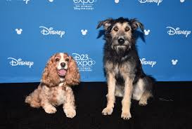 Meet Monte Kill Shelter Rescue Dog In Lady And The Tramp Remake Wonderwall Com Lady, the dog in lady & the tramp, was either a cavalier king charles spaniel, or a cocker spaniel. kill shelter rescue dog in lady and