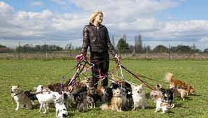 Not all insurance policies for pet sitters are created equal, so it's important to understand the coverage you need. Dog Walking Insurance Why You Need It And How To Find The Best Plans