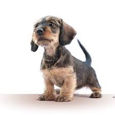 Dachshund Wirehaired Cute Dogs Cute Animals Dapple Dachshund