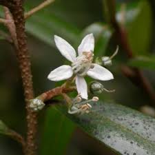 Image result for Rhaptopetalum roseum