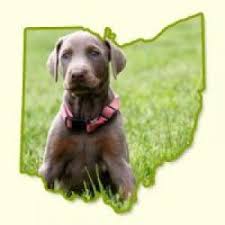 We offer a variety of breeds in ohio and surrounding states from reputable dog breeders to the ohio state motto has caused quite a buzz in years past. Puppies For Sale In Ohio Greenfield Puppies
