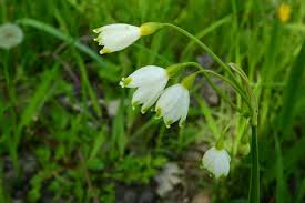 We did not find results for: Leucojum Snowflake A To Z Flowers