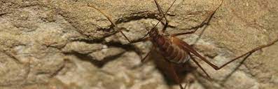 • house crickets • camel crickets • field crickets • mole crickets. How To Get Rid Of Spider Crickets Pest Control Zone