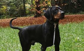 The austrian brandlbracke gets along well with children and other dogs, if raised together. Toni Brandlbracke 3 Jahre Hands4paws E V