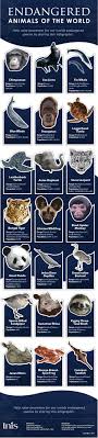 Infographic Endangered Animals From Around The World Endangered Animals Animal Conservation Animals Of The World