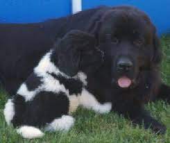 Happyvalley Newfoundlands Newfoundland Puppies Newfoundland Dog Puppy Newfoundland Dog
