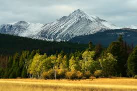 Image result for Ursinia montana
