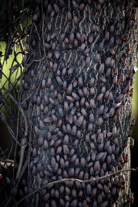 Spotted lanternflies have infested the region and researchers are hard at  work trying to control their spread - Grid Magazine