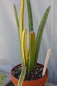 Image result for Sansevieria pearsonii