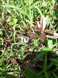 Namun, apakah manfaat daun kesum untuk kesihatan? Keremak Merah Kesum Merah Alternanthera Sessilis Plants