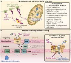 Mitocondrial Protein Sorting Cell Biology Nutrigenomics Biochemistry