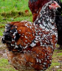 Black And White Speckled Chicken Name Orpington Cold Hardy Good Winter Layers Calm Chickens Backyard Beautiful Chickens Best Egg Laying Chickens