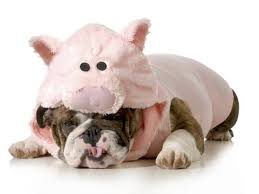 On this day there is different assistance to pets, who live in shelters. National Dress Up Your Pet Day January 14 2021 Happy Days 365