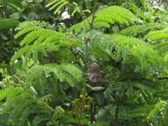 Image result for Caesalpinia sappan