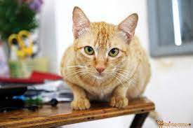 en guzel sari sarman turuncu kedi isimleri miyavliyo