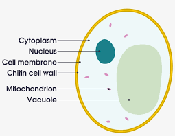 The plant cell is the basic structural and functional unit found in the members of the kingdom plantae. Open Animal Cell Diagram Gcse 2000x1492 Png Download Pngkit
