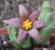 Image result for Piaranthus atrosanguineus