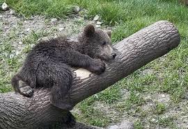 Set just 150 metres from piazza di spagna in rome, the spanish suite provides elegant rooms with free wifi. Reservasjoner Av Spania Nasjonale Og Naturlige Parker I Spania Monfrague Nasjonalpark Extremadura