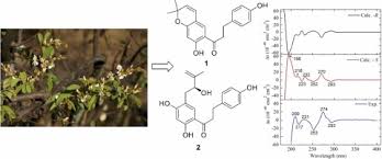 Image result for Baphia massaiensis