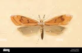 Image result for Scrobipalpula diffluella