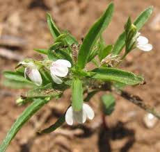 Image result for Agelanthus zizyphifolius