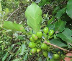 Image result for Canthium