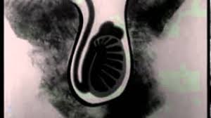 Sexual education for boys and girls. Your Body During Adolescence Female And Male Puberty Sexual Edudcation Movie 1955 Youtube